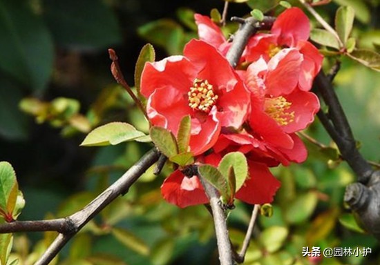 海棠花叫断肠花的故事,海棠花又名断肠花有毒吗