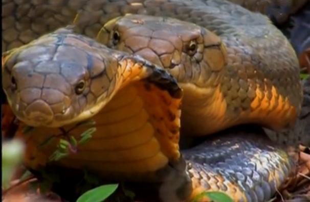 毒蛇排名前十的蛇短尾蛇,世界上的毒蛇王