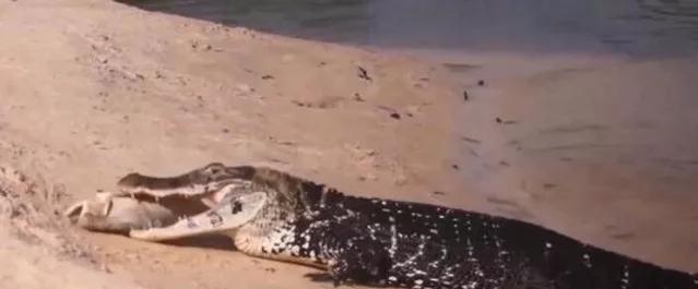 亚马逊河最恶心的动物,亚马逊河十大危险动物