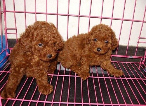 泰迪幼犬拉完便便蹭地板,泰迪幼犬会在床上便便吗