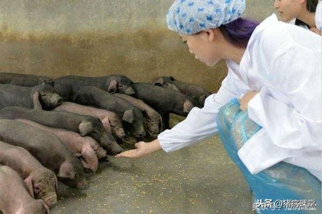 猪场母猪乳房炎全面分析,科学养猪技术治疗母猪乳房炎