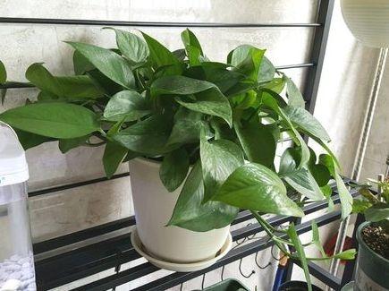 绿萝浇哪三种水疯长不停,让绿萝起死回生爆盆的正确方法