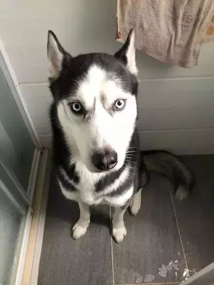 憨批二哈咬伤自己小丁丁，害得主人拍照求助还得打码