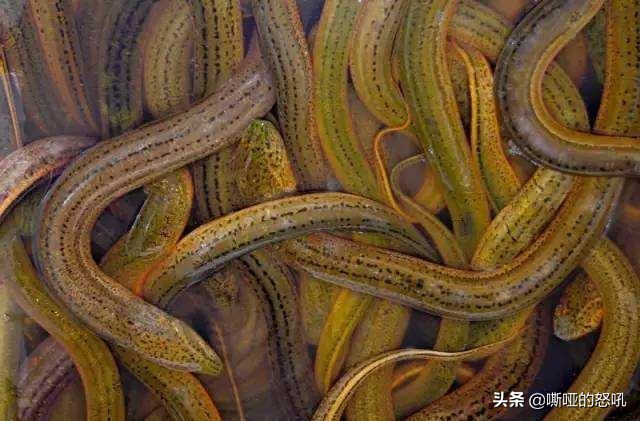 捉黄鳝厉害的视频,捉黄鳝的高手