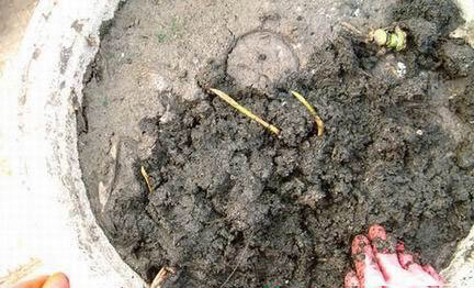 庭院养殖荷花怎么才能开花,有院子养什么花