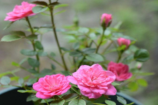 微月“恋人印记”花色非常的多变，一株花上同时出现多种花色