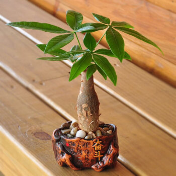 水泡烂苹果,可以喝的“营养液”,干净肥力大,浇啥旺啥,还减肥