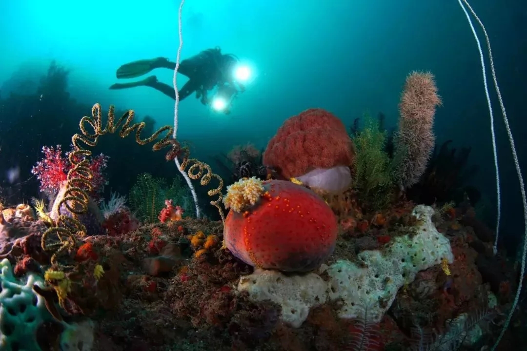 海苹果可以养吗,海苹果可以和谁一起养