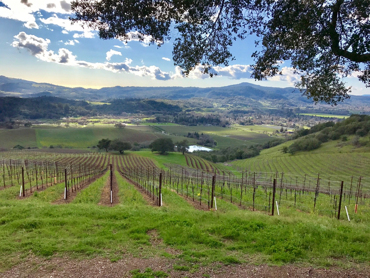 世界最大的葡萄园风景视频,世界上最漂亮的葡萄