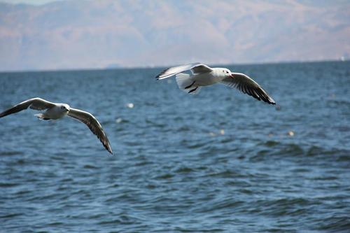 鸟类怎么样躲避极干旱的天气,野生动物如何躲避暴风雨