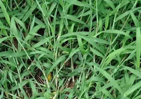 适合山东地区种植的珍稀树种,十种常见观赏草有哪些