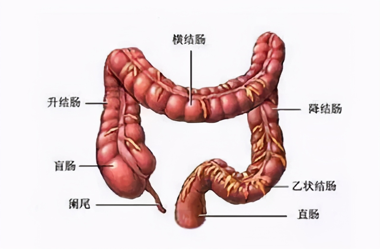 便秘溃疡性结肠炎怎么治疗,溃疡性结肠炎小腹疼痛便秘怎么办