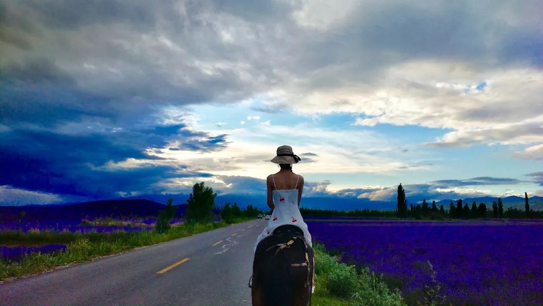 东方普罗旺斯薰衣草,伊犁的薰衣草哪个最大