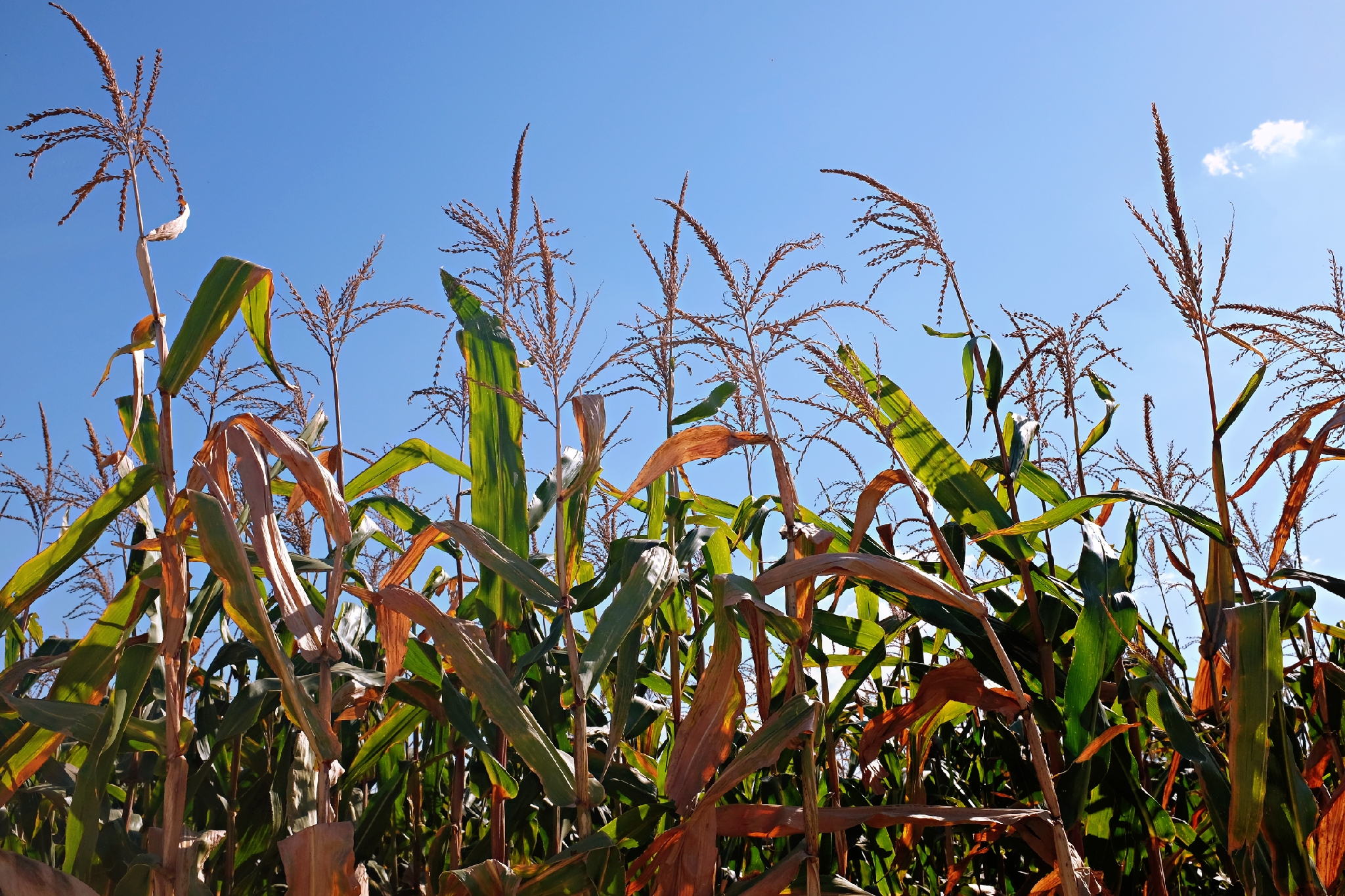 到了北戴河之后怎么去海滨浴场,北戴河怪楼奇园景区今天可以玩吗