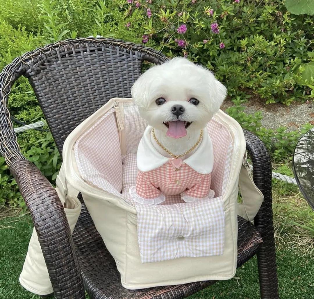 萌犬犬种,惹人喜爱的萌犬