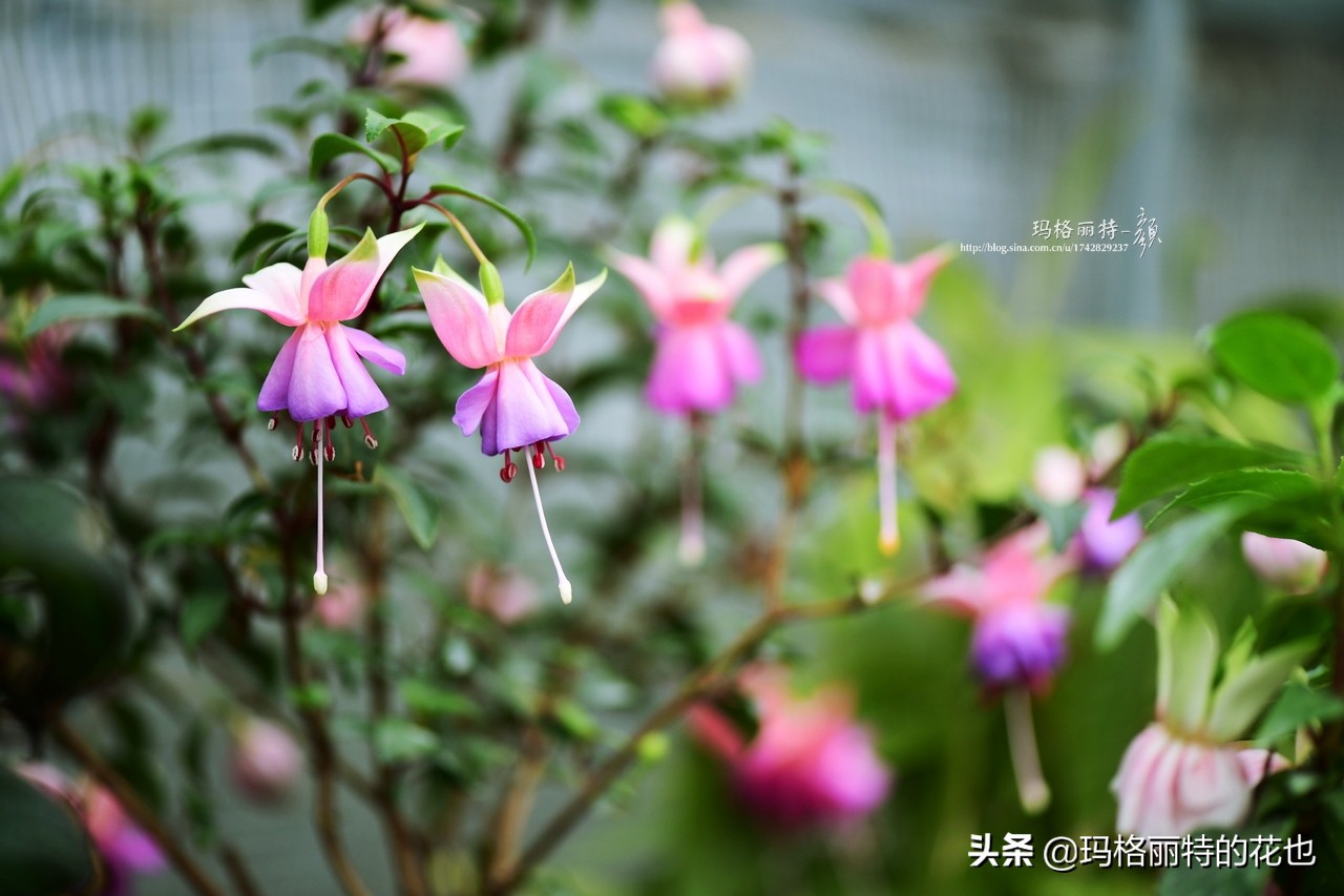 园丁金挂有排期吗,吊钟海棠怎么养护