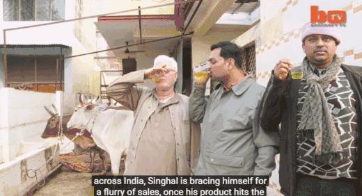 印度人为什么喜欢喝牛尿?莫迪:牛尿是印度最畅销的保健品