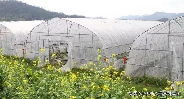 大棚湿度太大能通风吗,西红柿大棚湿度太大如何除湿