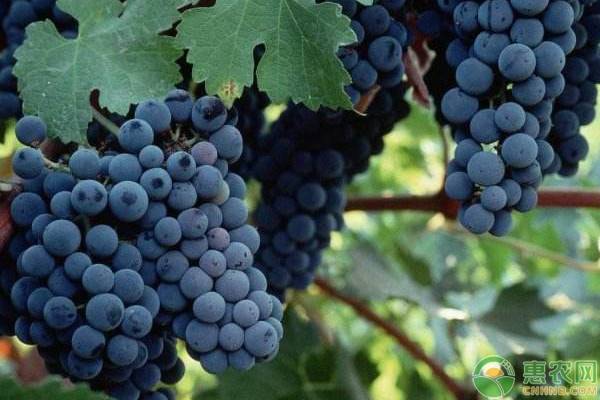 葡萄白腐病治疗药剂,葡萄白粉病