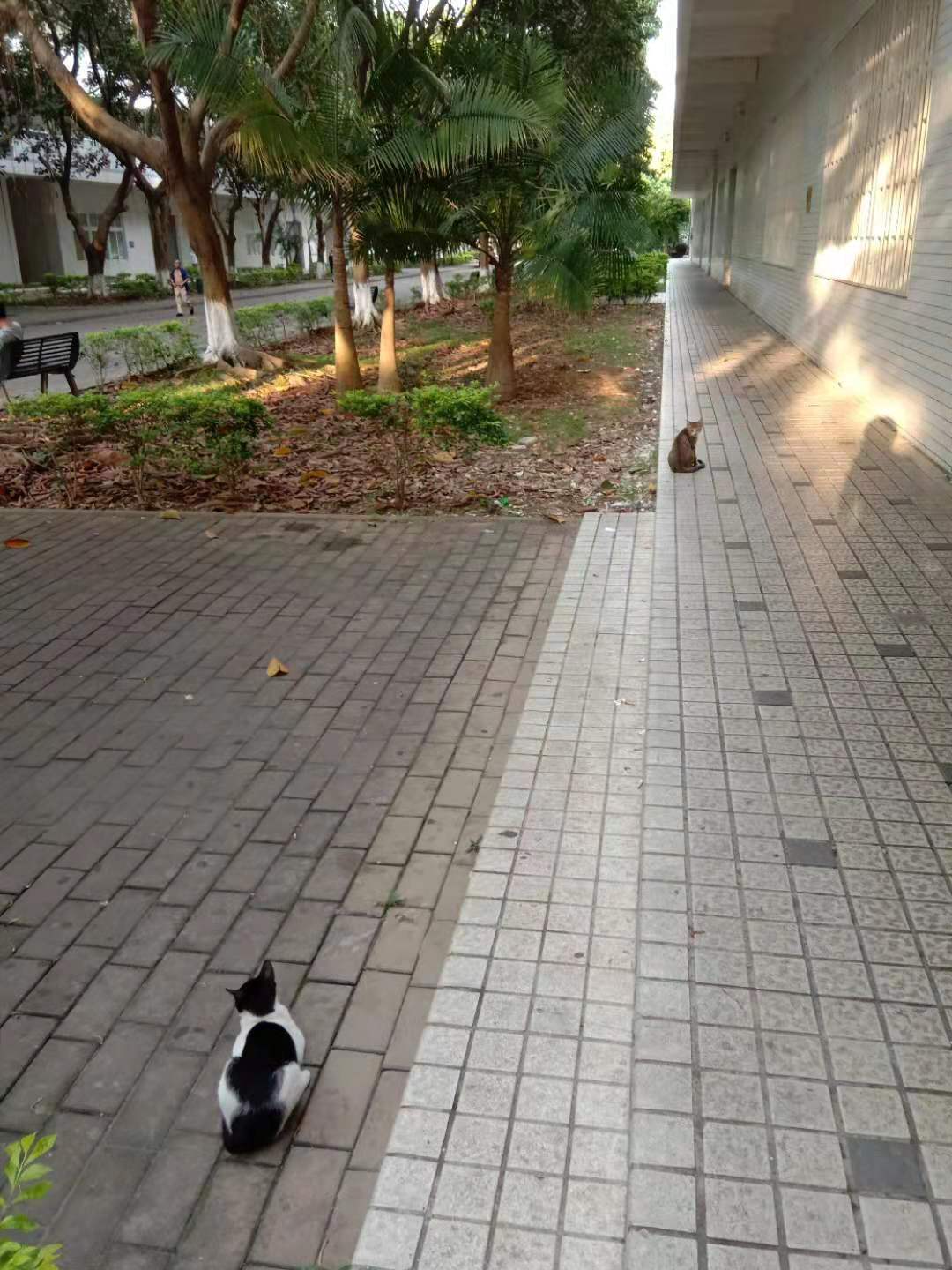 灏忓皬楦熷皬璇寸鍏珷,灏忓皬楦熺鍏珷鍏ㄦ枃闃呰