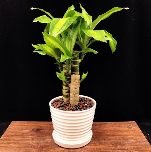 盆栽巴西木叶子长得慢,盆栽巴西木能养活吗