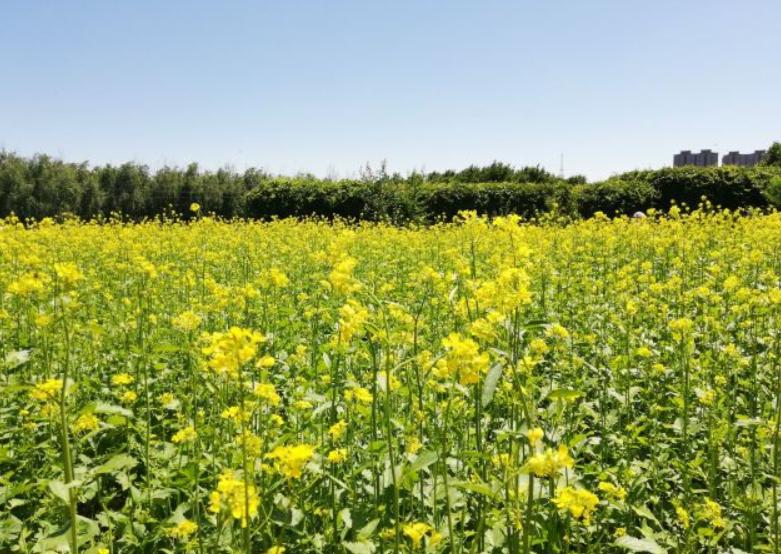长春有名的旅游打卡地,长春春天打卡景点