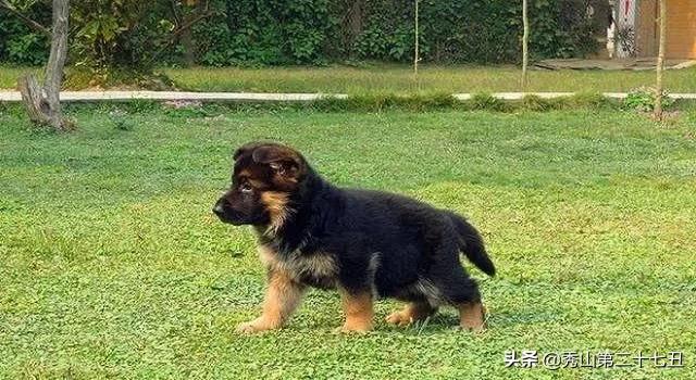 哪种狗狗体味不重适合在家养,狗狗的体味如何解决小技巧告诉你