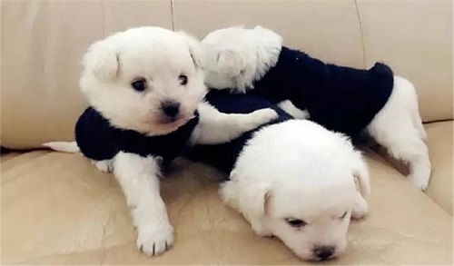 狗狗破皮伤口如何处理,狗狗开刀伤口多久愈合