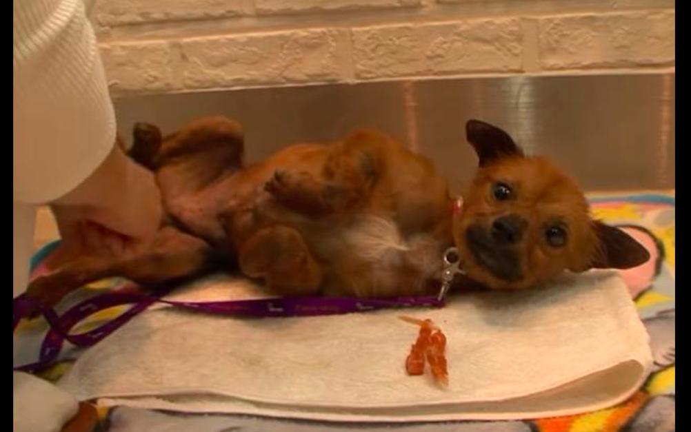 狗狗被烫掉毛了,狗狗被卖到宠物店了怎么办