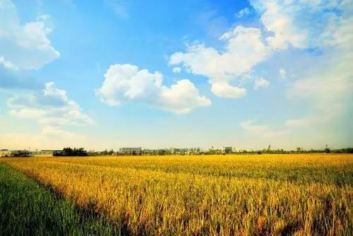 低头的麦穗更成熟,低头的麦穗