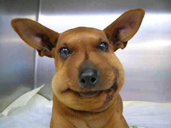 狗狗出门被别的狗咬了怎么办,狗狗被蜜蜂蛰到一直叫怎么办