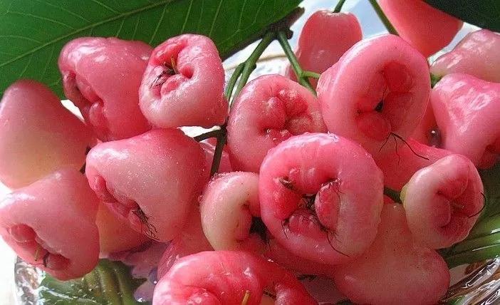 西双版纳奇葩食物,西双版纳有种水果就像桂圆一样