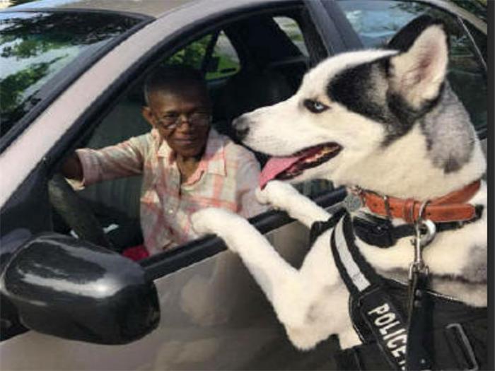 二哈当上警犬的视频,秃顶二哈真实经历