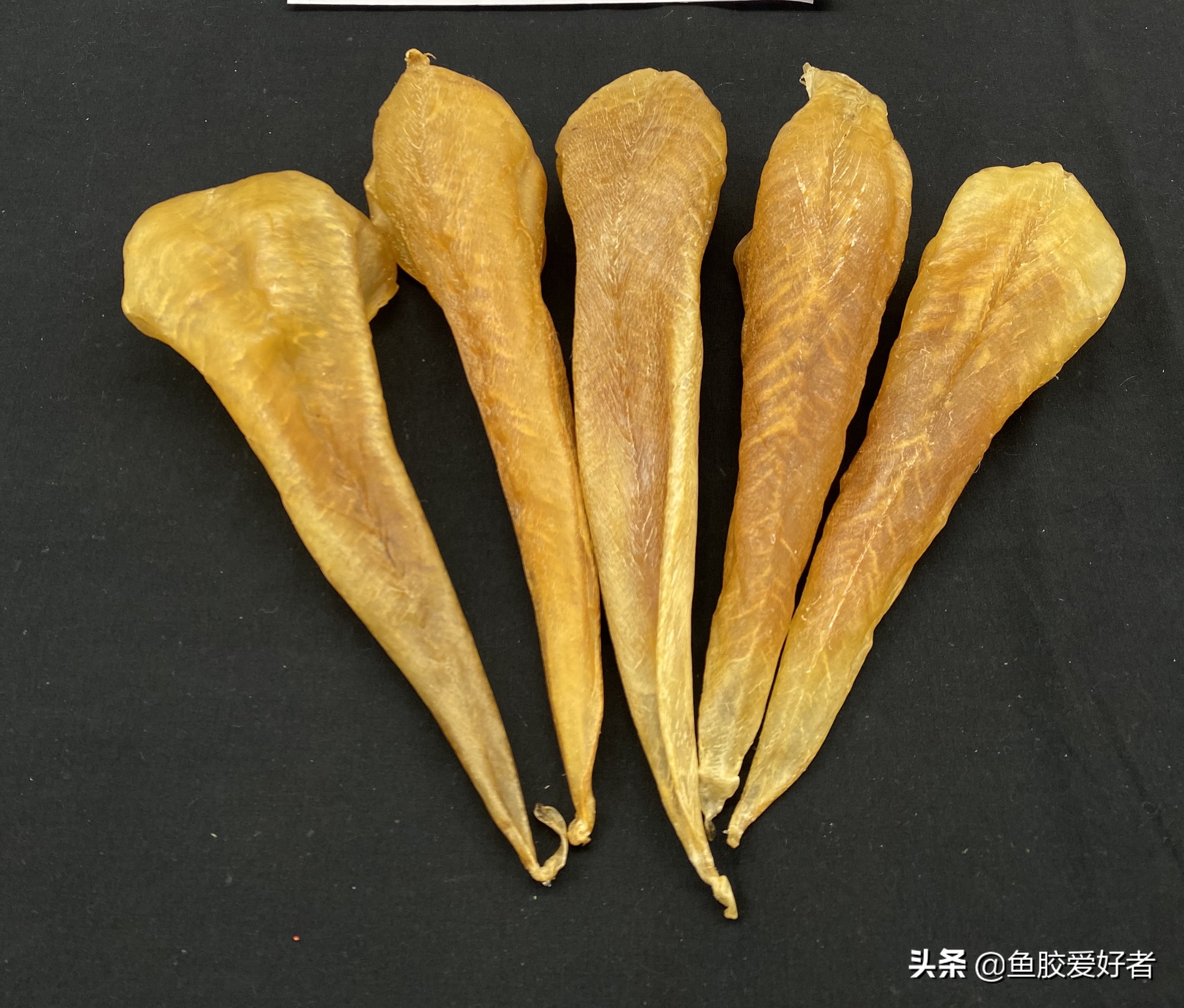 鱼胶跟花胶有区别么,鱼胶和花胶是一样吗