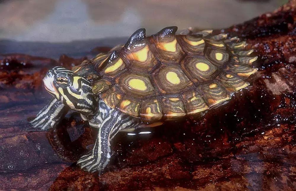 地图龟6-7厘米是成年龟吗,地图龟12cm成年了么