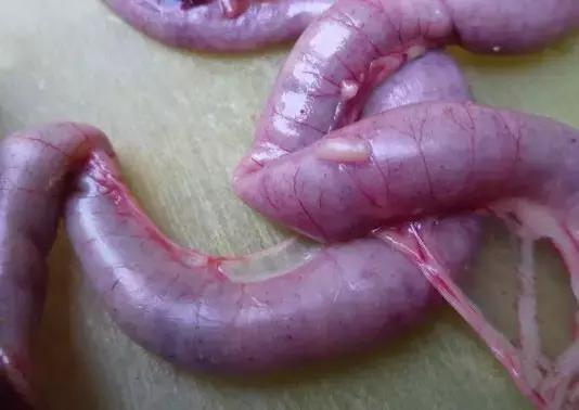 急求！鸡得了气囊炎该怎么办啊？