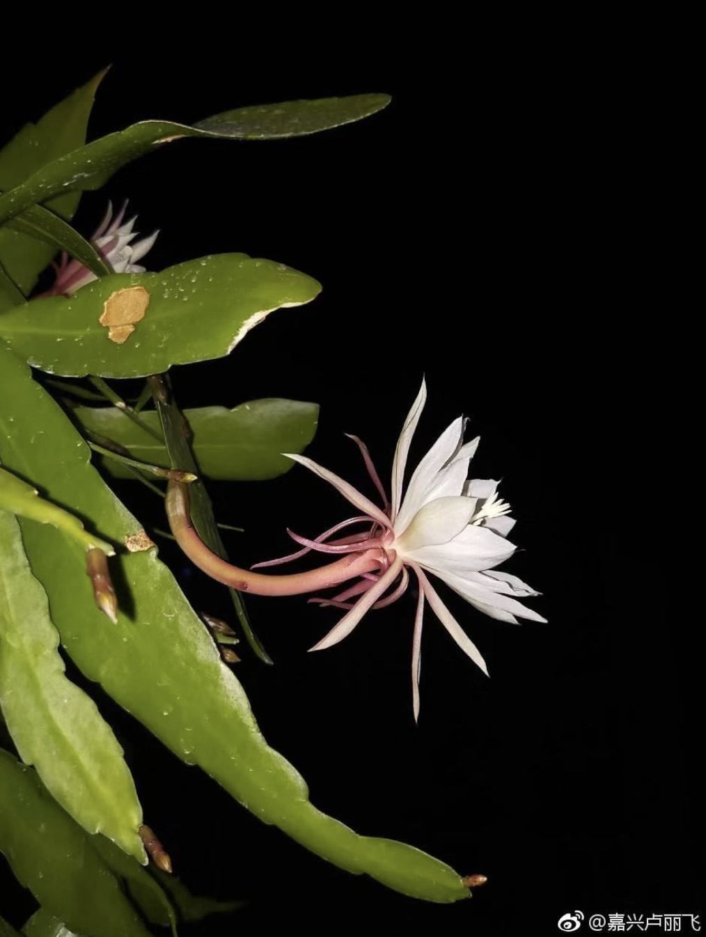 宅家还不逛淘宝？低价格、高格调好物，链接直给，买就完了