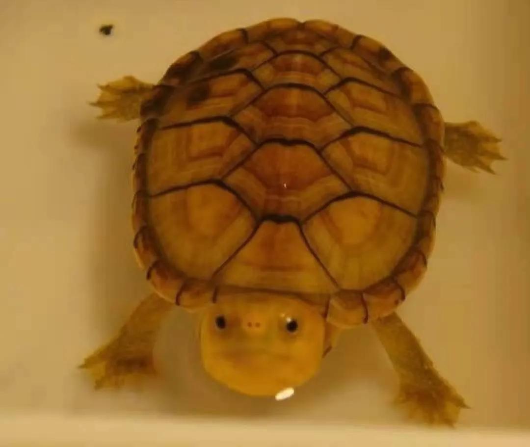 养龟最容易入手的龟,养龟新手要选什么龟