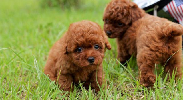 怎么训练泰迪犬才听从命令,如何训练泰迪犬的最好方法