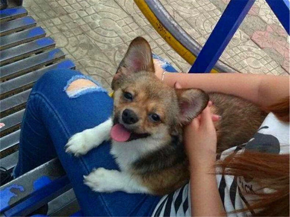 农村养狗不拴狗绳违法吗,家庭养狗及遛狗有何规定