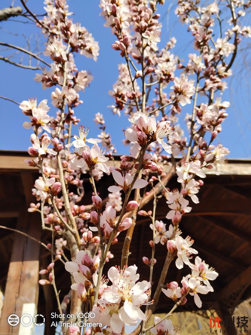 iqoo手机性能发挥到极致,最值得买的全新iqoo手机