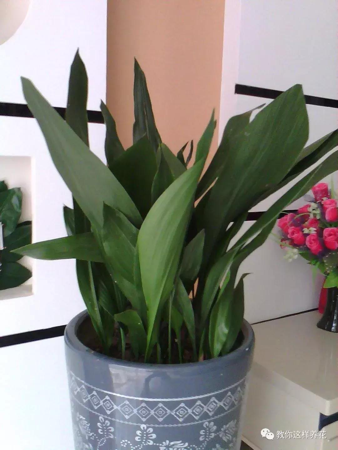 和绿萝长得很像耐阴的植物,像绿萝一样耐阴好养的植物有什么