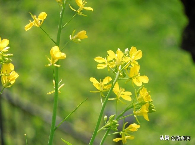 2月看油菜花3月看樱花,去城里看樱花去农村看油菜花