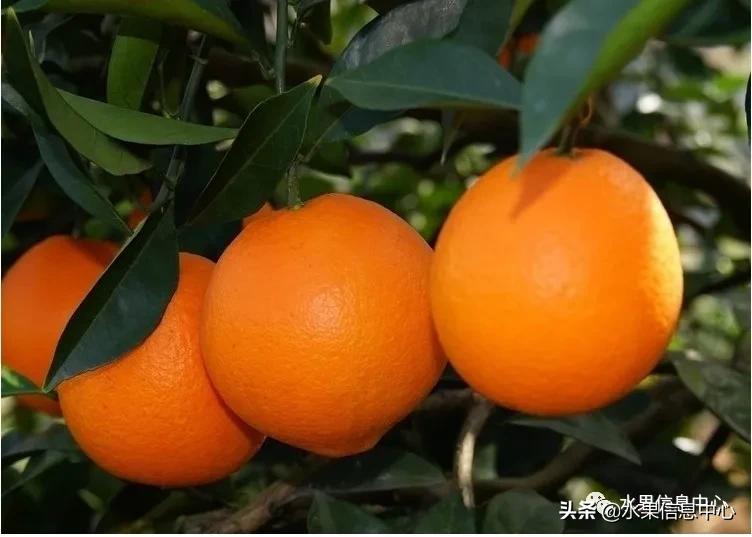 全国橙子产地在哪,中国橙子产地