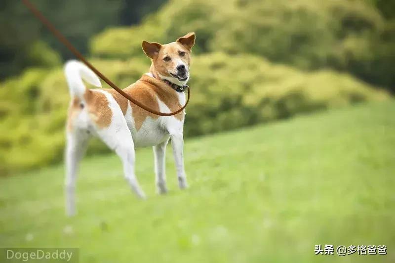 怎么纠正狗狗爆冲咬人,狗狗爆冲一定要用p链吗