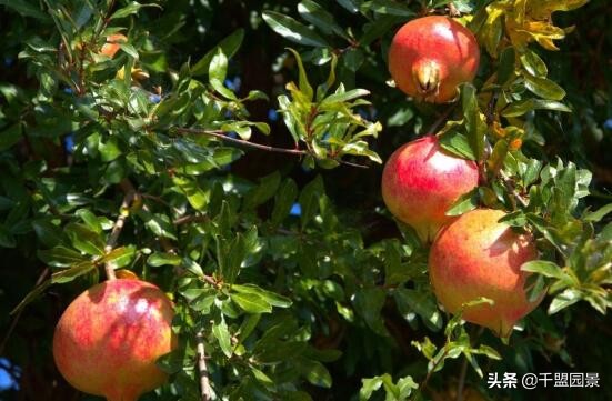 别墅庭院种四季常绿树,别墅庭院种什么树长得又高又快