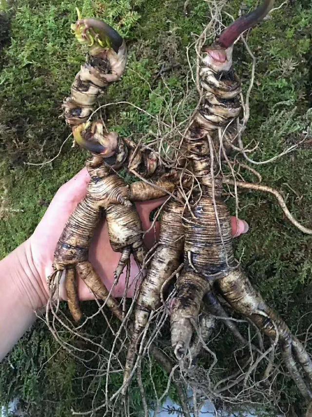 想买些人参建议有哪些,买干货应注意什么