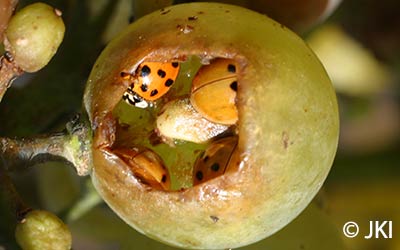 最好喝的法国葡萄酒,法国最有代表性的葡萄酒