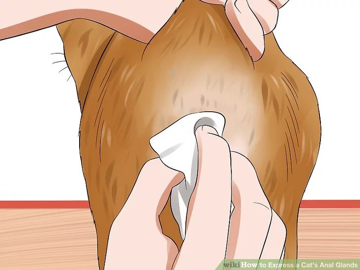 猫咪肛门腺需要治疗吗,猫咪肛门腺发炎症状