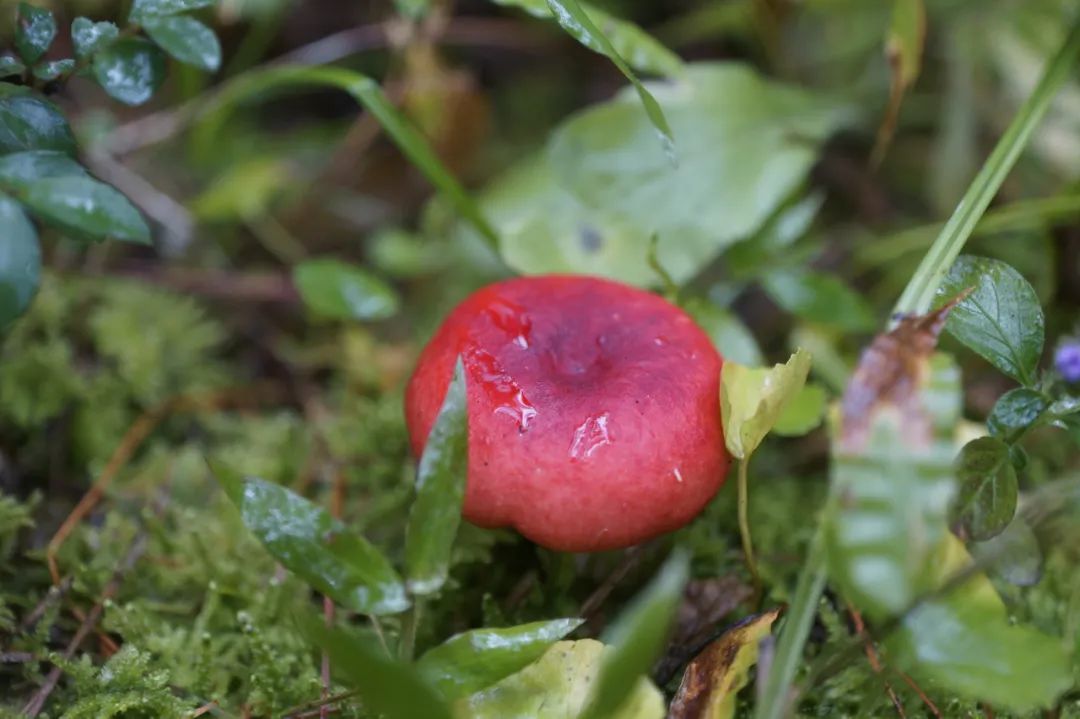 最新十大野生菌,野生菌陆续上市质优价稳